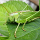 Illustration for article titled Bush-crickets have the worlds biggest testicles (relatively speaking)